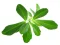 Pískavice (Trigonella foenum-graecum)